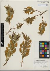 Foto von Salix lasiandra Benth.